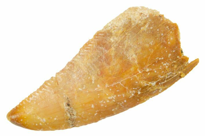 Serrated Raptor Tooth - Real Dinosaur Tooth #364873